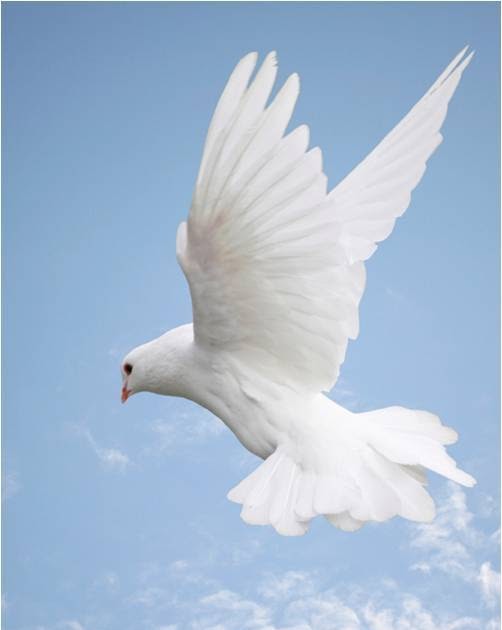 On D.E.C.K. with Elder Roderick