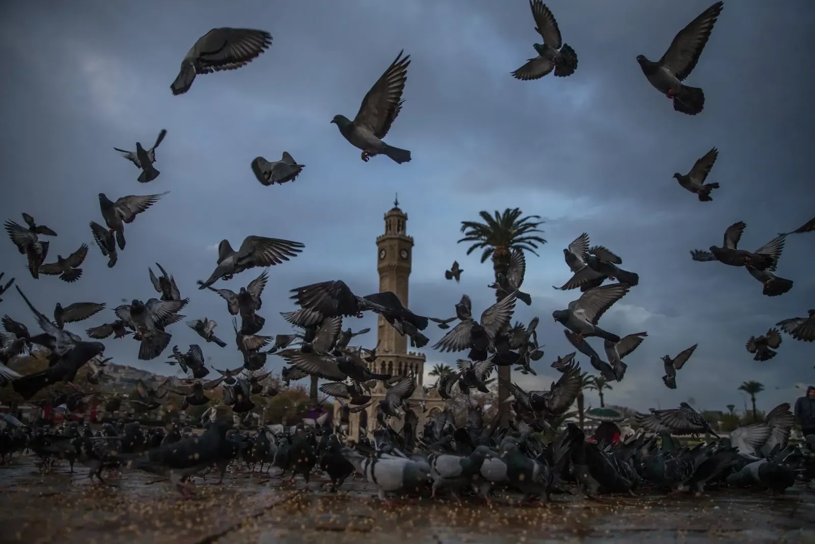 Konak Square, Izmir The World Belongs to the Pigeons Now