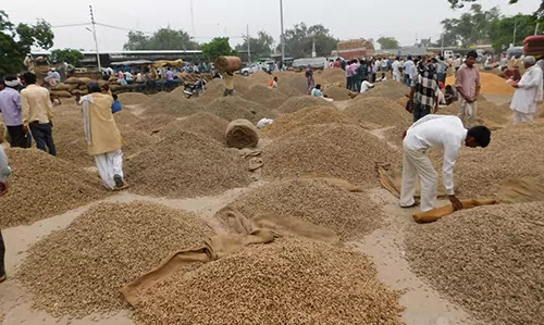 the market news of agriculture in Gujarat farmers benefit from higher quality peanut crop market prices amid and groundnut price in Gujarat market fluctuations