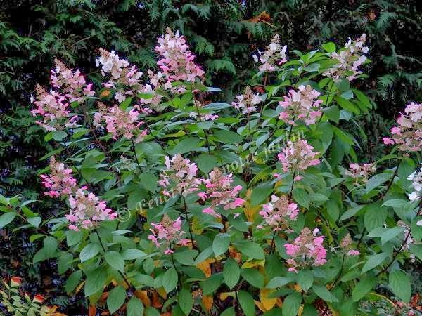Nature Is My Elixir Hydrangea Paniculata