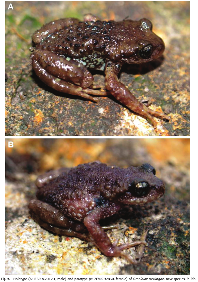Species New to Science [Herpetology • 2013] Oreolalax sterlingae