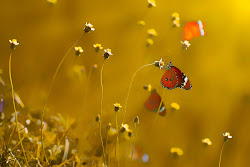 BANCO DE IMÁGENES GRATIS: Las mariposas más hermosas del