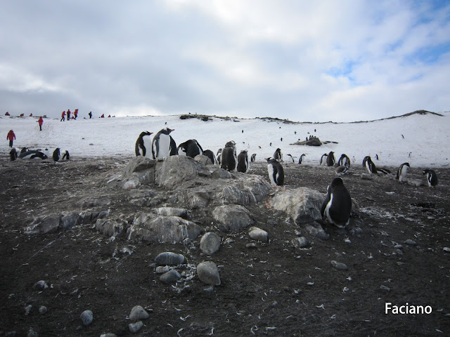 Antarctica南極,復活節島,法姿優乾洗頭乾洗髮Faciano Dry Shampoo