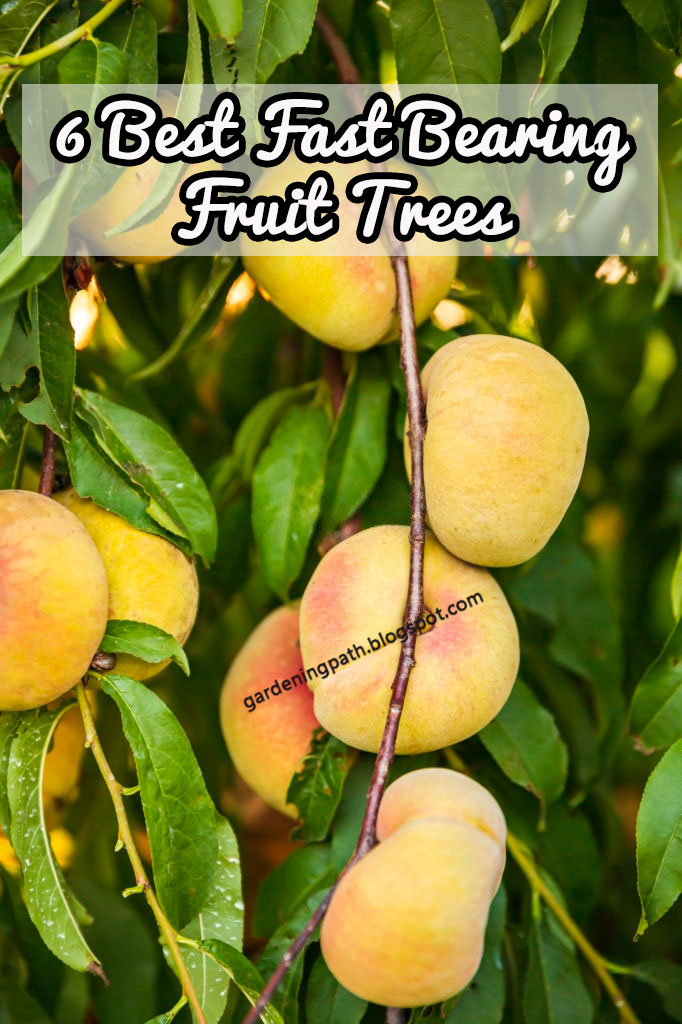 6 Fast Bearing Fruit Trees