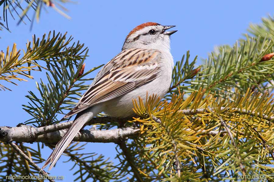 The Backyard Wildbird and Nature Store Nanaimo bird report, April 22, 2018