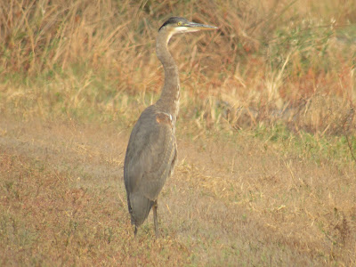 Colusa National Wildlife Refuge California birding