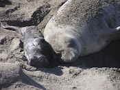 New Born Northern Elephant Seal Pup