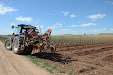 We will get Tempranillo wine in a few years. New planting vineyards / Tendremos vino tempranillo en unos años. Nueva plantación de viñedo