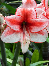 Charisma Amaryllis Hippeastrum Allan Gardens Conservatory by garden muses-not another Toronto gardening blog
