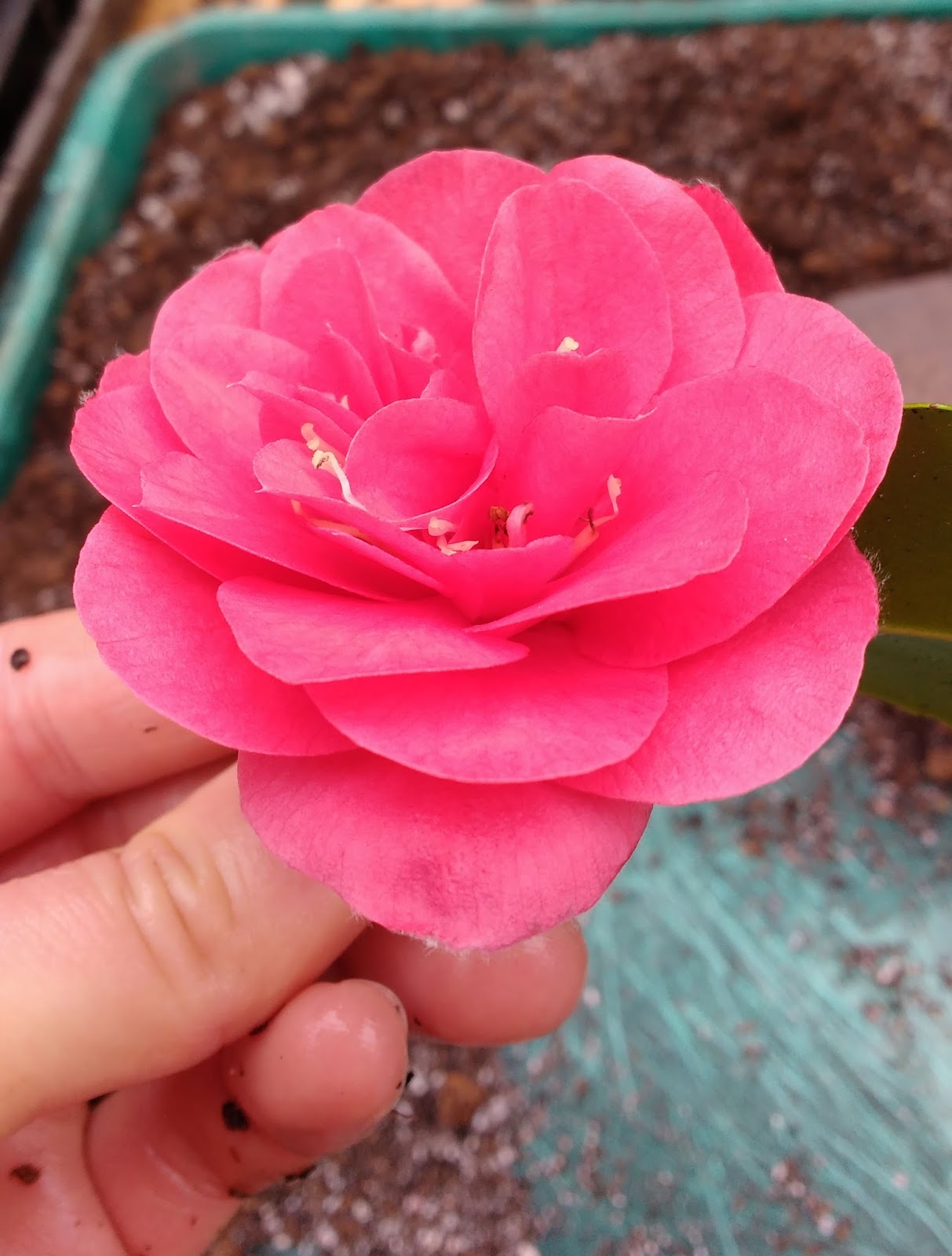 Taking camellia cuttings Sophie in the Sticks