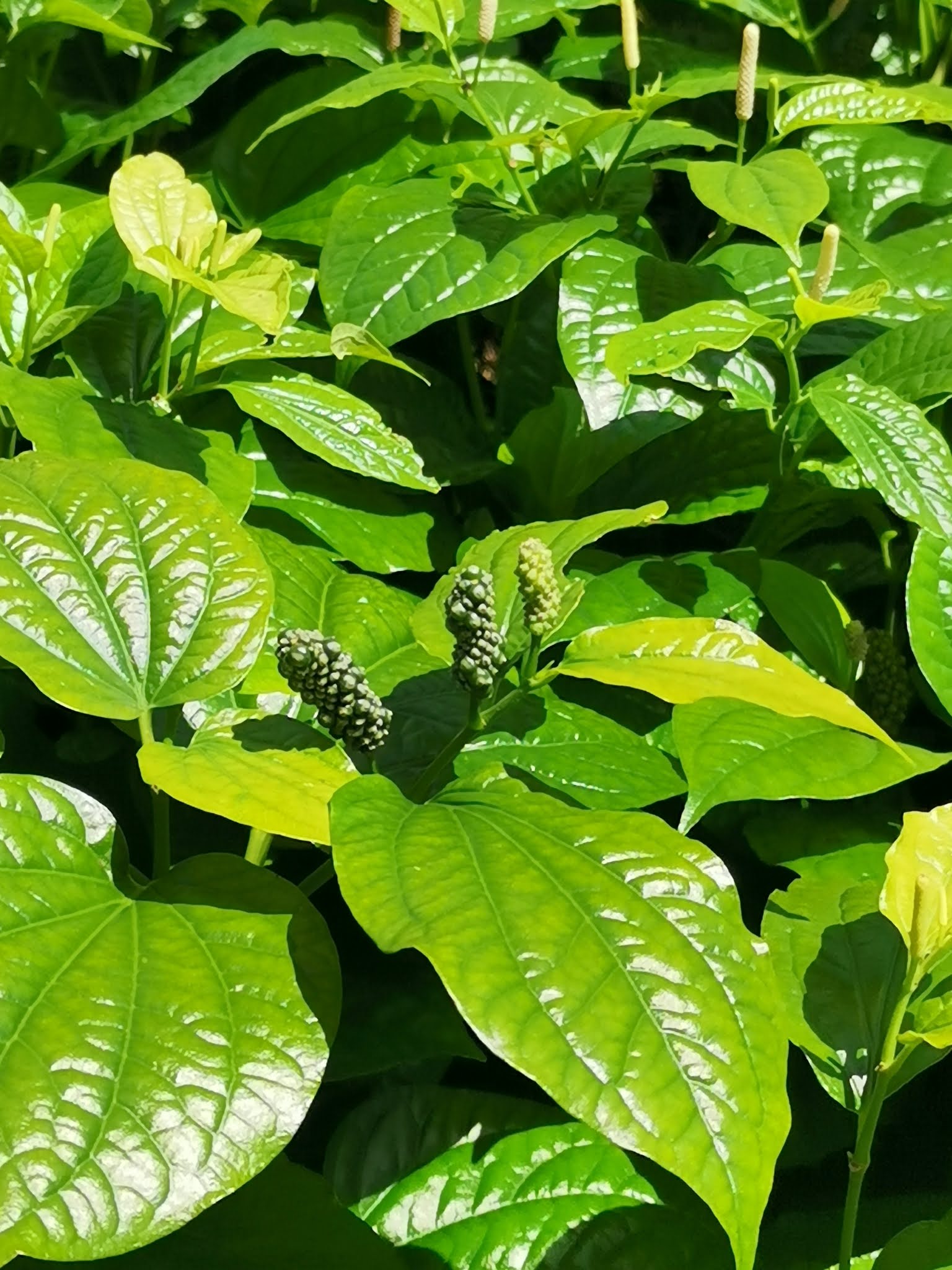 Singapore Foraging Diary Edible Wild In Our Concrete Jungle Johor Kaki Travels For Food Singapore Foraging Diary Edible Wild In Our Concrete Jungle Johor Kaki Travels For Food