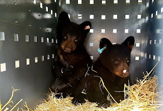 Cute Wildllife