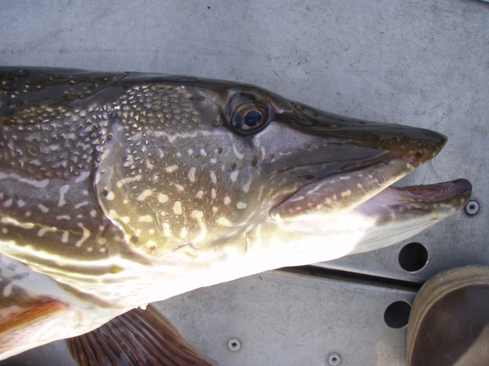 Forever Fishing Washington State Northern Pike Anyone?