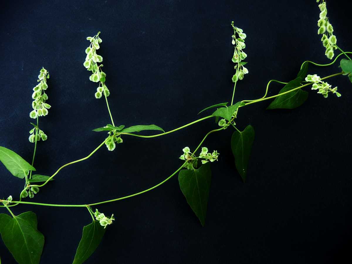 r o b i n 's y a r d: Fallopia convolvulus (Polygonum convolvulus)