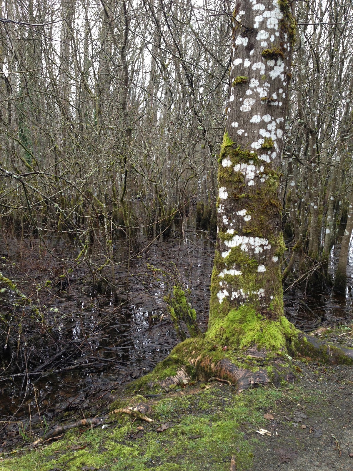 Tiny House Getting Out Seeley Lake Park