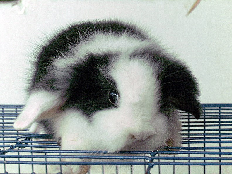 Tips Dan Cara Merawat Kelinci Anggora Agar Tidak Cepat Mati Memelihara Kelinci
