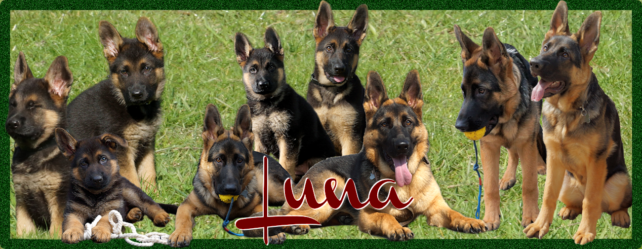           Luna onze mooie Duitse Herder