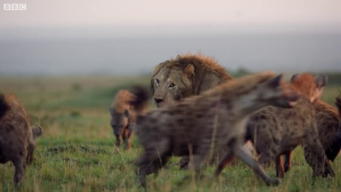 This Lion Was Losing A Fight Against 20 Hyenas. His Brother Heard Him And Rushed To Rescue Him!