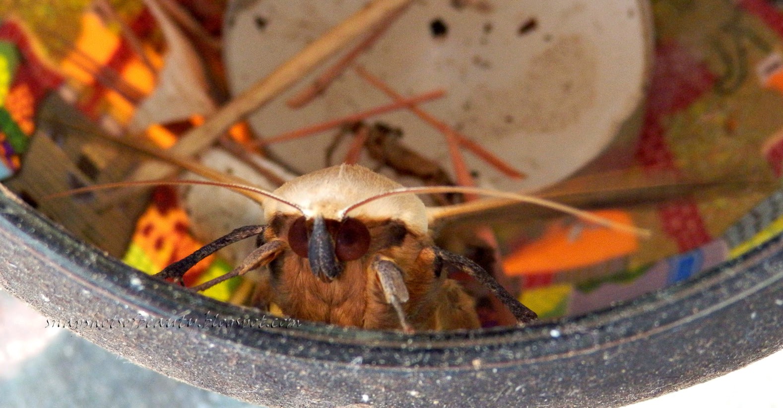 Snapshots of Beauty "CHOCKS AWAY, GINGER!!!"