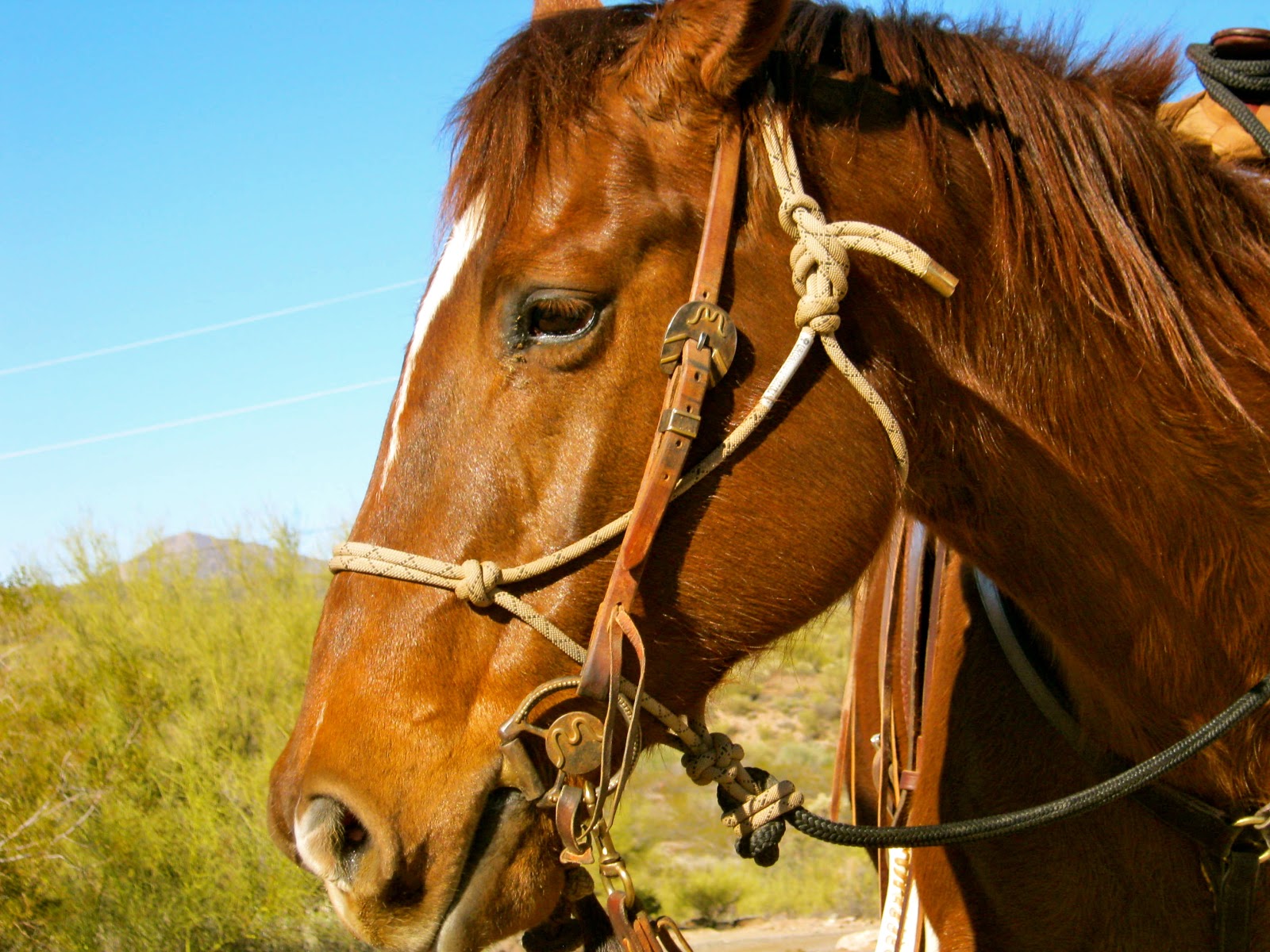 The Saddle String A Few Tips for Craigslist Horse Buyers