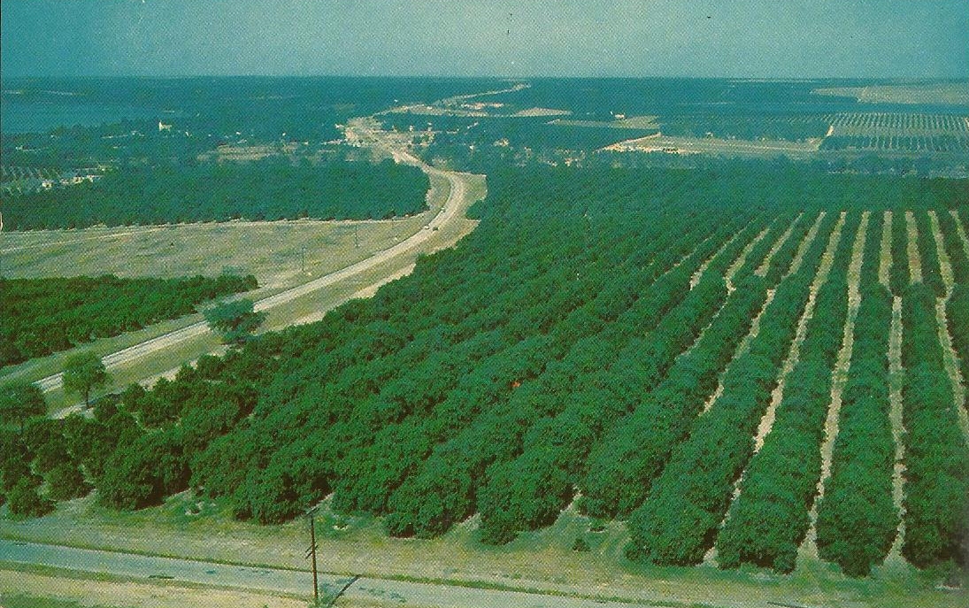 Vintage Travel Postcards Florida Citrus