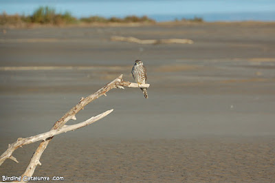 Esmerla (Falco columbarius)