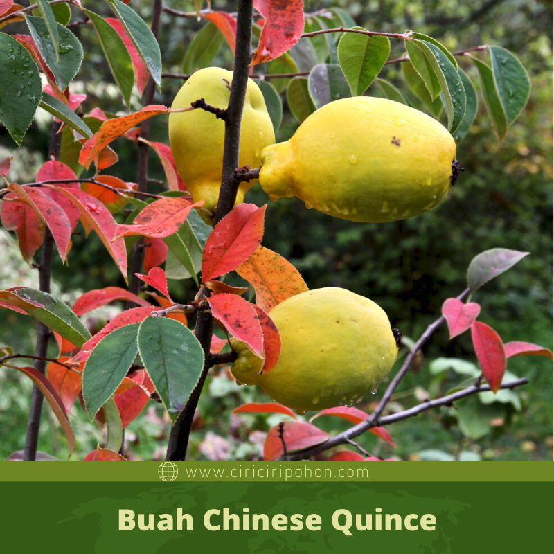 Ciri Ciri Pohon Chinese Quince (Pseudocydonia sinensis) Di Alam Liar