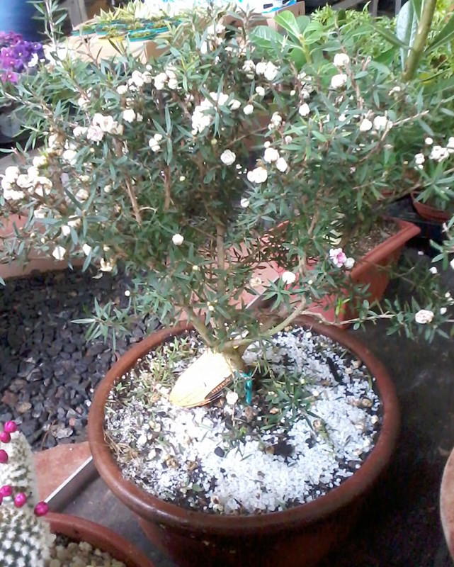 Fênix Plantas e Jardins Érica Japonesa Excelente para Bonsai!