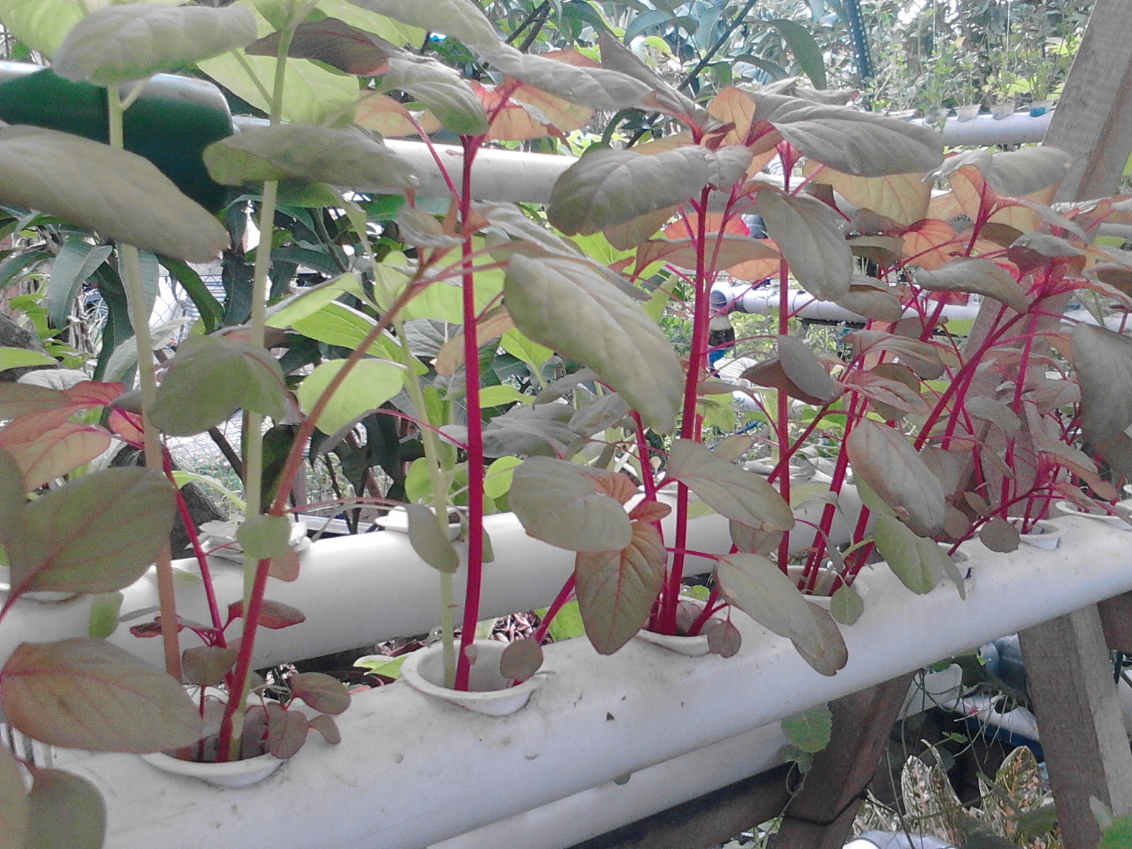 Meranti Hydroponic Farm Menanam Bayam Merah Sejuta Manfaat Di