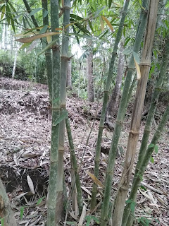 32 Bambu Tutul