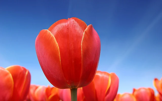 Foto van rode tulpen