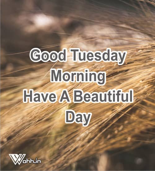 Best 51 Good Morning Tuesday Tuesday Quotes Wishes Wahh Hindi Blog