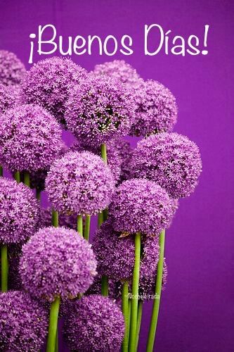Flores de tipo pompon de color violeta para decir buenos días