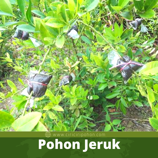 Pohon Jeruk