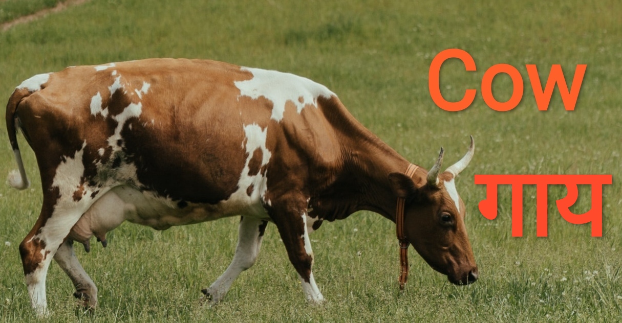 Animal names in Hindi - Hindi Alphabets