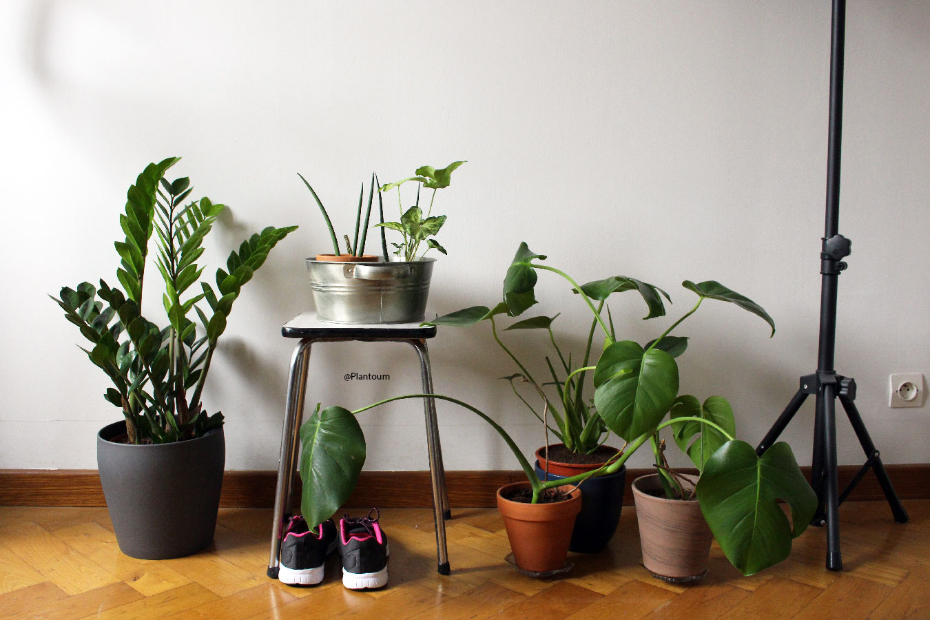 Comment prendre soin de vos plantes d'intérieur en été ? - Jardiland