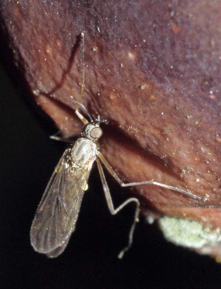 OF CURIOSITIES Winter gnats