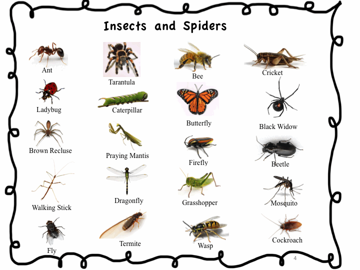 Как по английски будет паук. Насекомые с названиями для детей. Насекомые название насекомых. Насекомые на английском языке. Название насекомых по английскому.