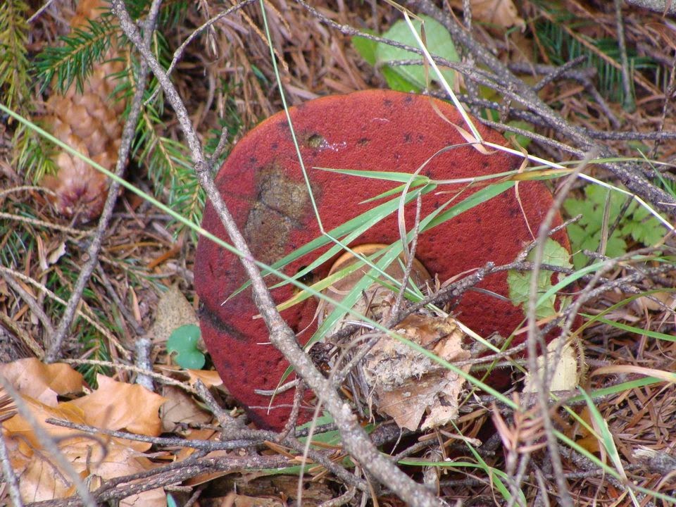 Boletus erythropus DSC24133