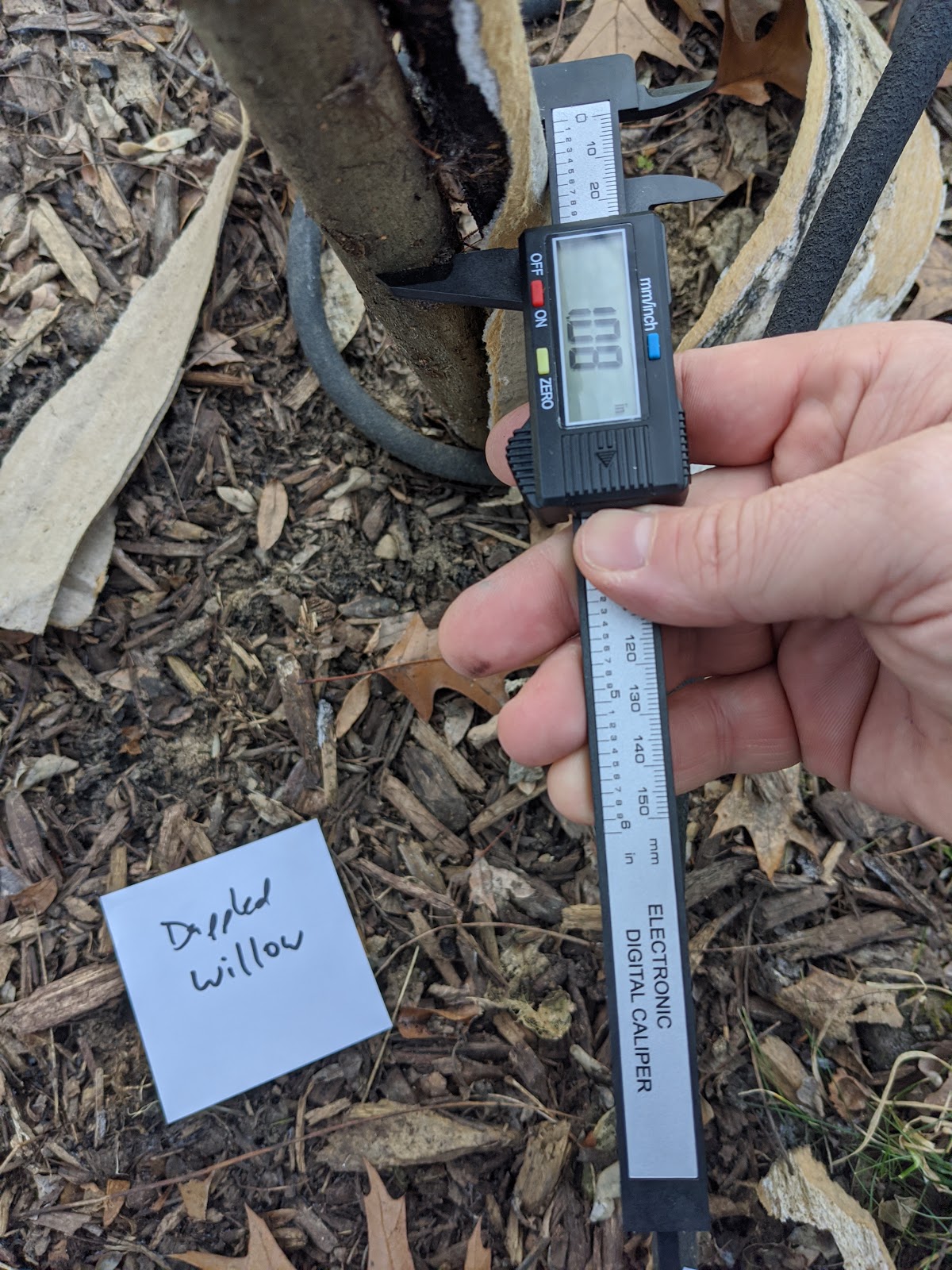 Backyard Tree Caliper Measurements January 2020