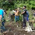 Temuan Masyarakat, Pohon Ganja Liar Tumbuh Subur di Kawasan Gunung Guntur Kab.Garut Jawa Barat.