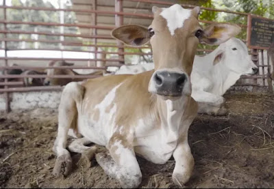 जब इंसान लगा कि गाय को न मारना उसके लिए ज्यादा फायदेमंद है तो वह उसे बचाने लगा जब इंसान लगा कि गाय को न मारना उसके लिए ज्यादा फायदेमंद है तो वह उसे बचाने लगा