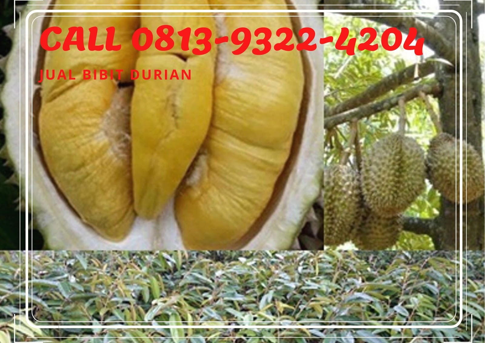 Tsel Wa 0813 9322 4204 Jual Bibit Durian Bawor Tsel Wa 0813
