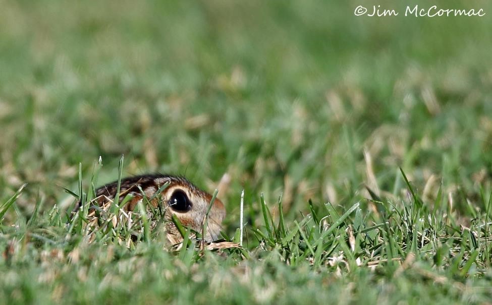 Ohio Birds and Biodiversity Thirteenlined Ground Squirrels!
