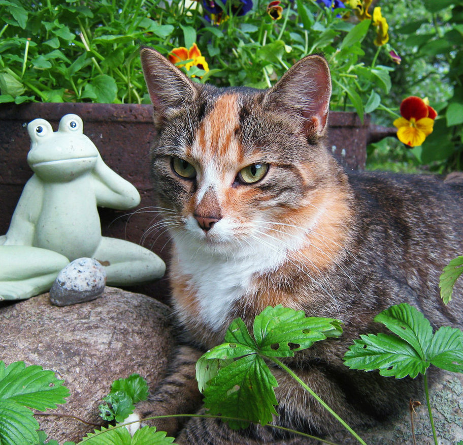 Cats in Gardens Zen Buddies