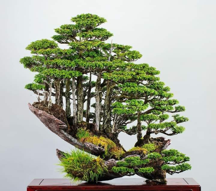 My Asian Secret Garden: Creating Table Landscapes with Bonsai Trees