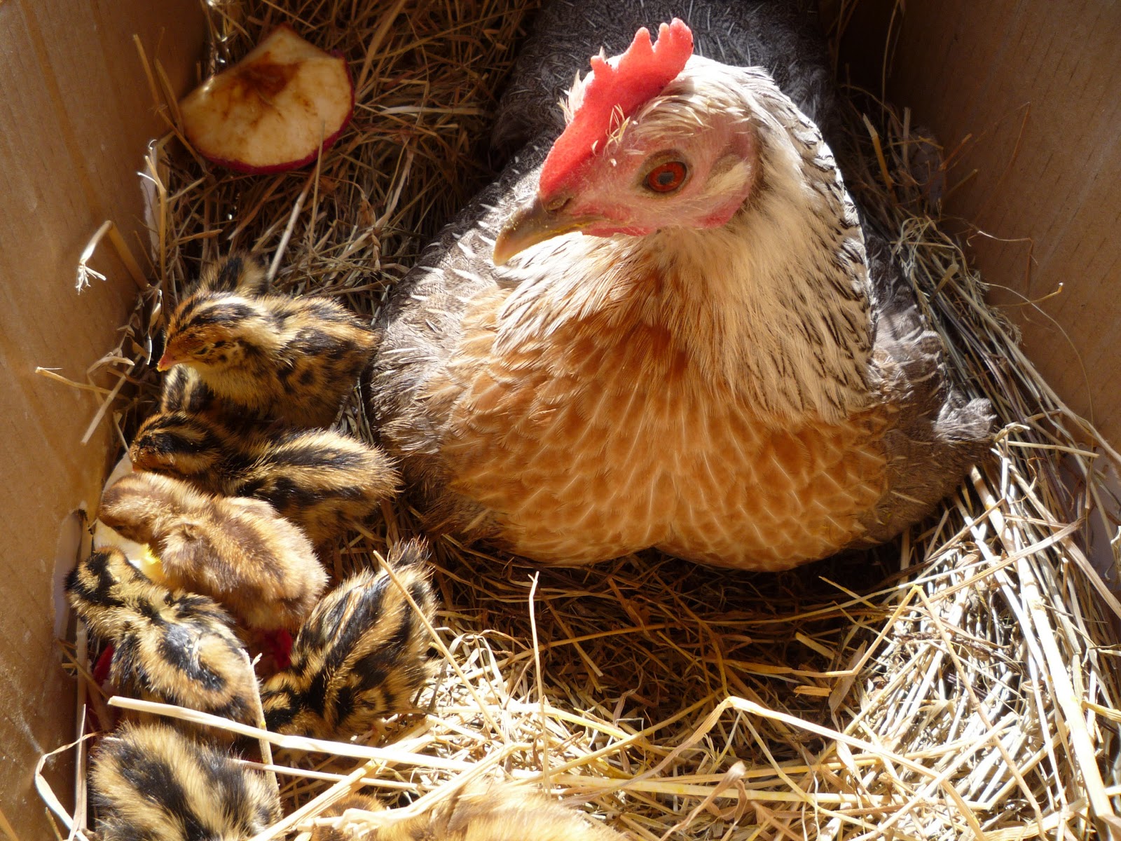 How to cope with protracted hatching and large clutches, chickens