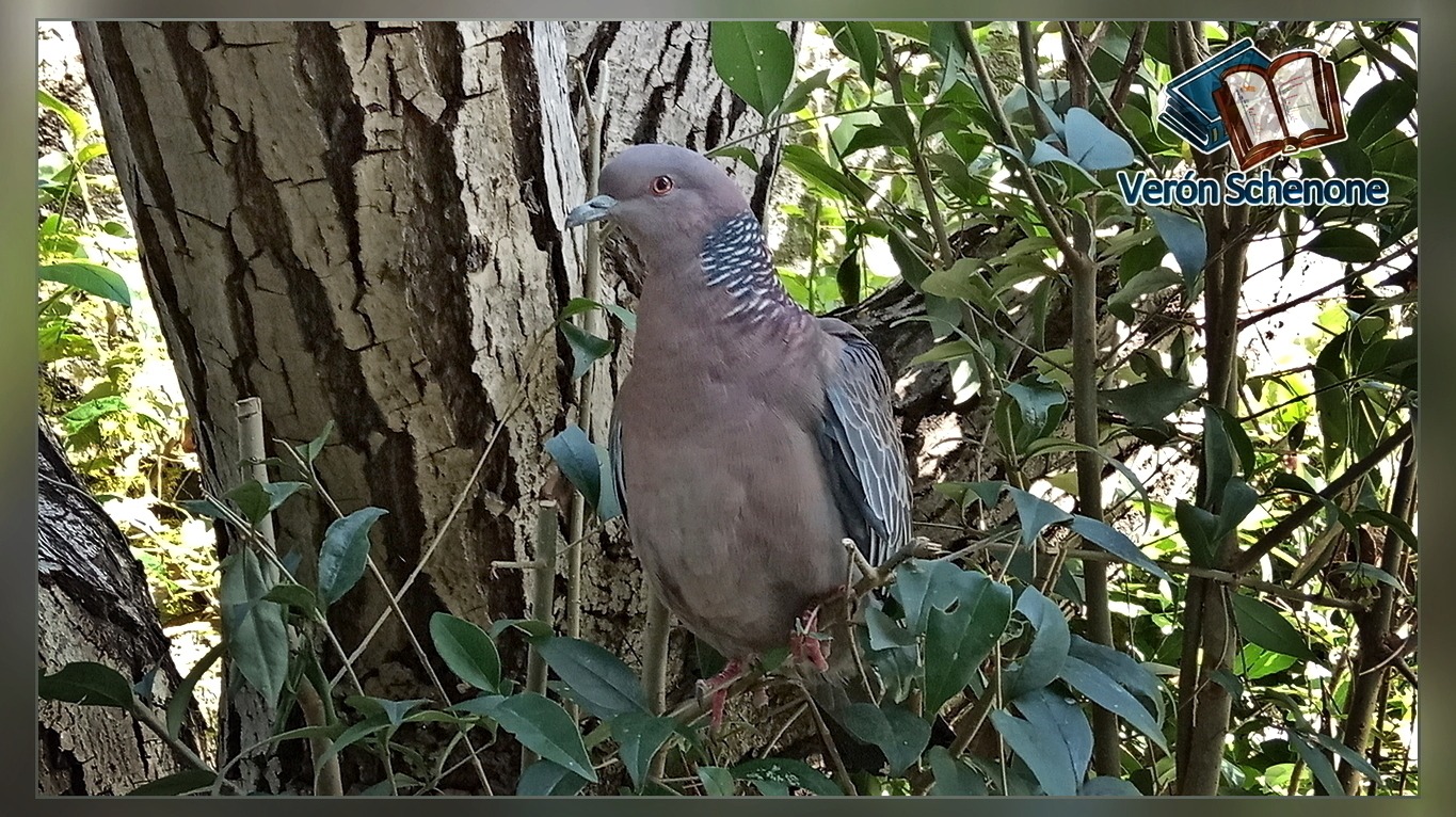 Columbidae (fotografía mejorada) (diapositiva 2)