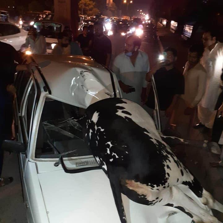 Cow accident In Rawalpindi