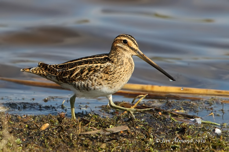 Shropshire Birder: Venus Pool - Common Snipe